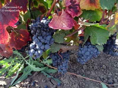 Malbec grožđe