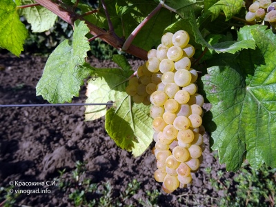 Chardonnay grožđe