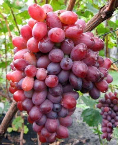 Grapes Chocolate