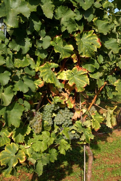 Sauvignon Blanc grožđe