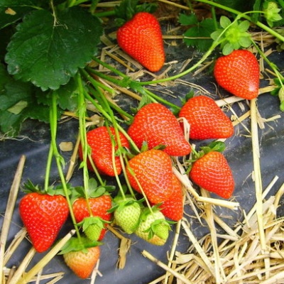 Strawberry Arosa