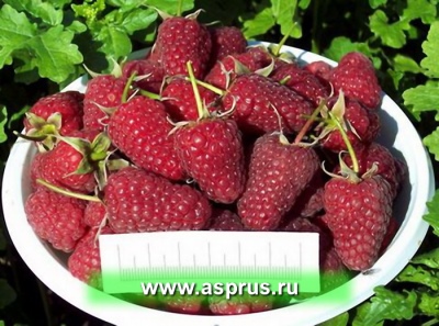 Raspberry Atlant