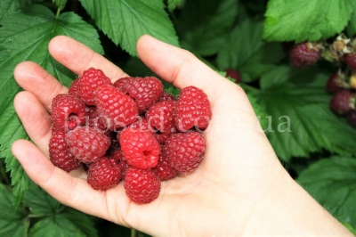 Raspberry Bogatyr