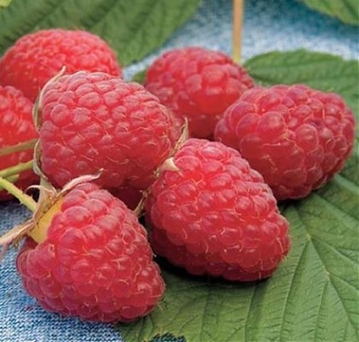 Raspberry Heritage