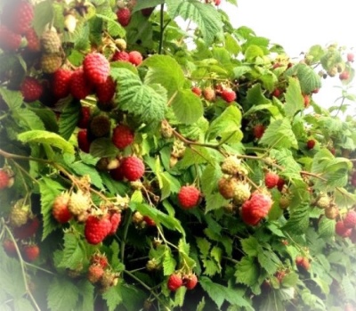 Raspberry Kaliningradskaya