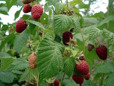 Raspberry Maroseyka