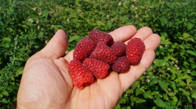 Raspberry Praise