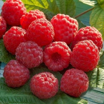 Raspberry Sun