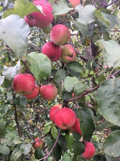 Jabuka Lingonberry