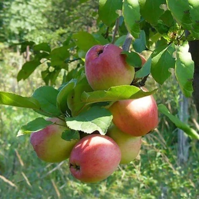 苹果树阳光