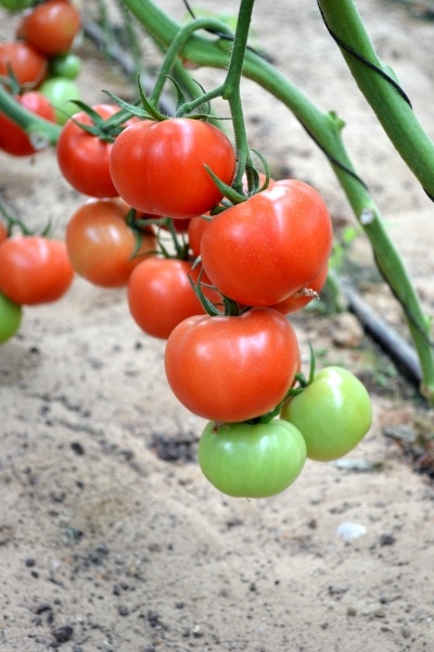 Tomato Hand Blow