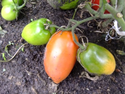 Bloody Mary Tomato