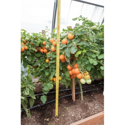 Tomato Orange Tiller