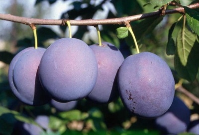 Plum Bluefree