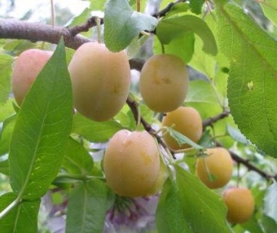 Plum Memory Timiryazev