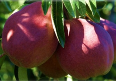 Pear Williams Rouge Delbara (Williams crvena)