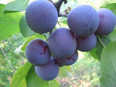 Plum Egg Blue