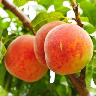 Peach Big Honey