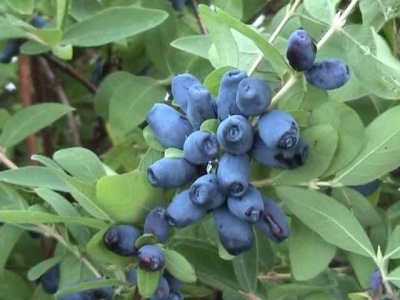 金银花氧化锆