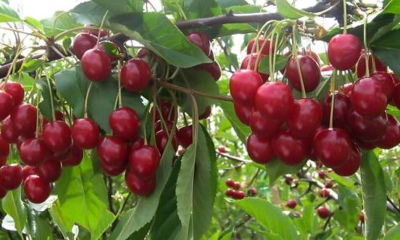 樱桃花环