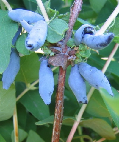 金银花蓝纺锤