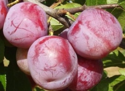 Plum Imperial