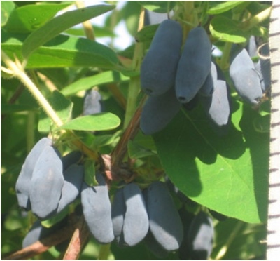 Honeysuckle Ussulga