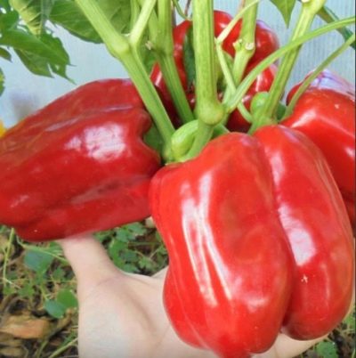 Pepper Giant crvena