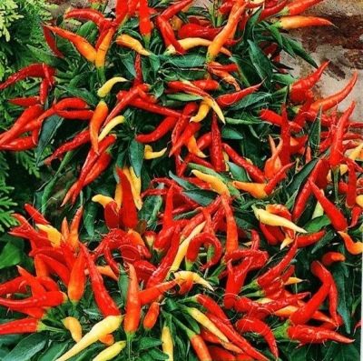 Paprika Meduza