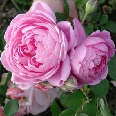 Rose Alyonushka