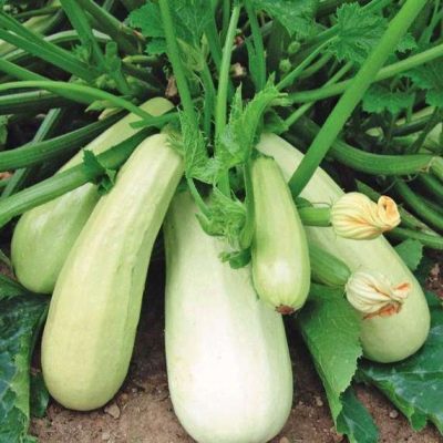 Zucchini White