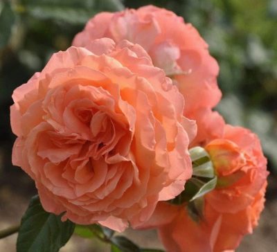 Rose Belvedere