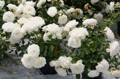 Rosa Blanc Meijandecor