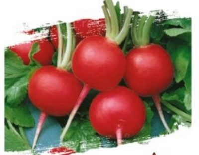 Radish Duro Krasnodarskoe