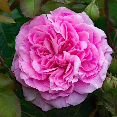 Rose Gertrude Jekyll