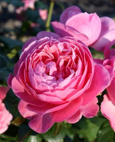 Rosa Kellner Flora