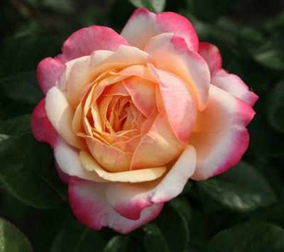 Jubilej Rose Cordes