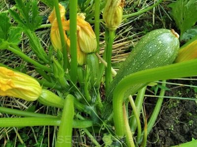 Zucchini Gherkin