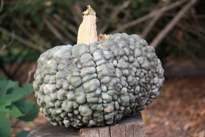 Pumpkin Marina iz Chioggia