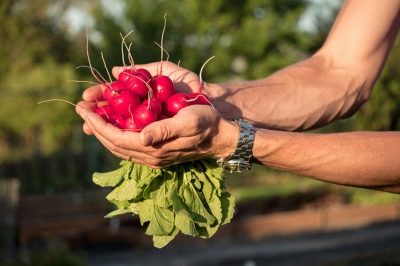 Radish Alice's Dream