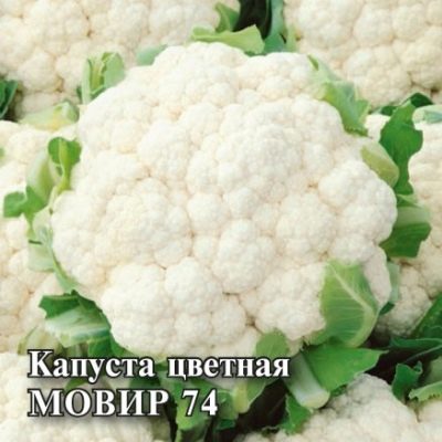 Karfiol Movir 74