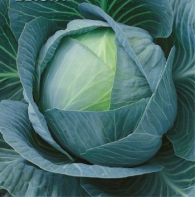 Blizzard Cabbage