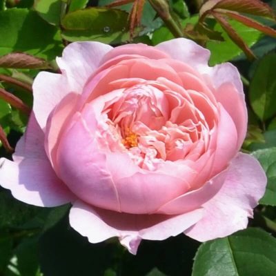 Rose The Alnwick Rose