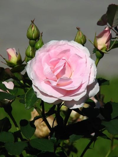 Rumenilo Rose Morden