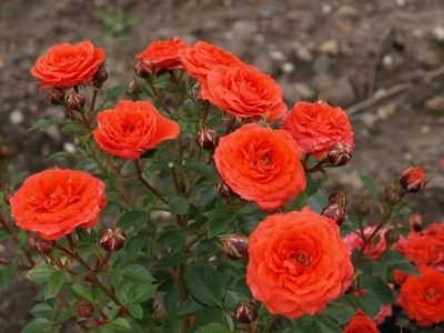 Rose Orange Jewel