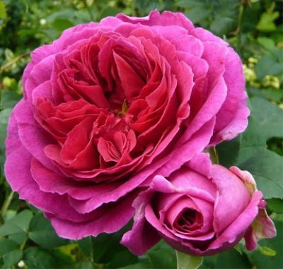 Rose Othello