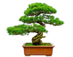 Što je bonsai: oblici i savjeti za uzgoj